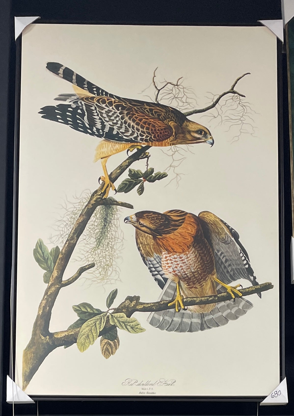 Bird Wall Art